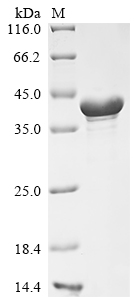 Recombinant Mouse Cyclic AMP-dependent transcription factor ATF-5 (Atf5)