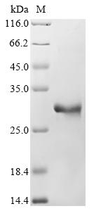 Recombinant Mouse Apolipoprotein M (Apom)