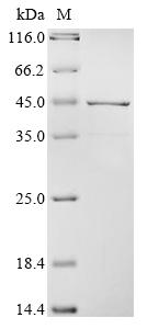 Recombinant Rat Apolipoprotein E (Apoe)