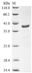 Recombinant Macaca fascicularis Apolipoprotein E (APOE)