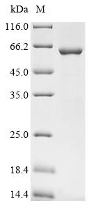 Recombinant Mouse Apoptosis inhibitor 5 (Api5)