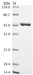 Recombinant Mouse Annexin A2 (Anxa2)