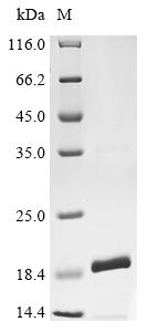 Recombinant Mouse Angiogenin (Ang)