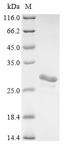 Recombinant Human Agrin (AGRN), partial