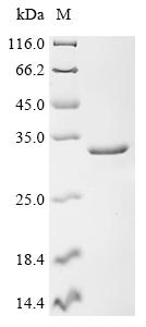 Recombinant Human Double-stranded RNA-specific adenosine deaminase (ADAR), partial