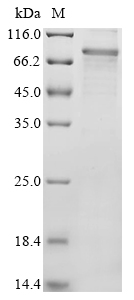Recombinant Human Protein lin-28 homolog A (LIN28A)