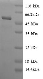 Recombinant Saccharomyces cerevisiae Adenosylhomocysteinase (SAH1), partial