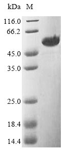 Recombinant uncultured bacterium Flagellin