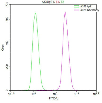 MAGEA4 Antibody