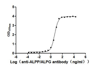 ALPG Antibody