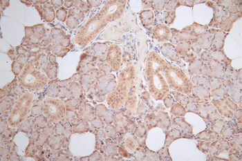 HMGB1 Antibody