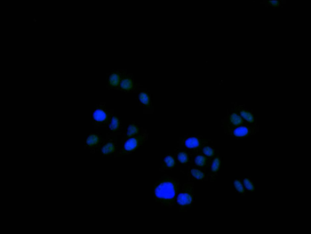 HMGB1 Antibody