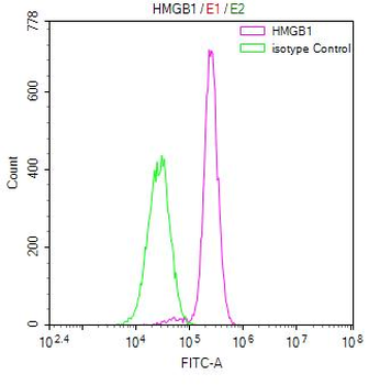 HMGB1 Antibody