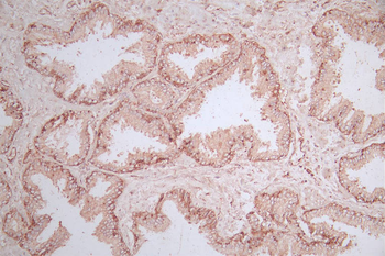 MRAS Antibody