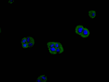 MRAS Antibody