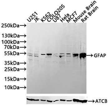 GFAP Antibody