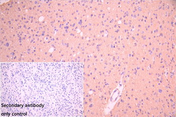 GFAP Antibody
