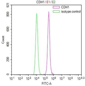 CDH1 Antibody