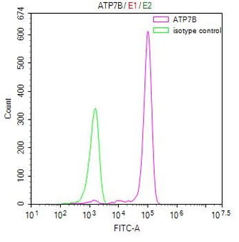 ATP7B Antibody