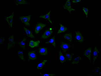 MS4A1 Antibody