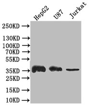 GAPDH Antibody