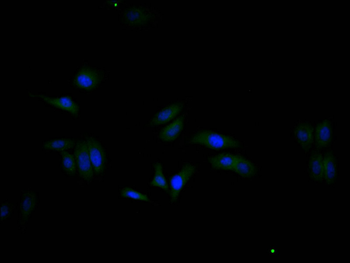 GAPDH Antibody