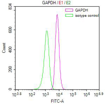 GAPDH Antibody