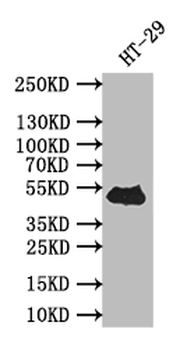 TP53 Antibody