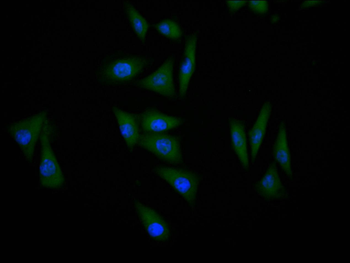 TP53 Antibody