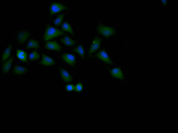 TP53 Antibody