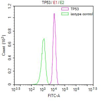TP53 Antibody