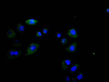 FCGR3A Antibody