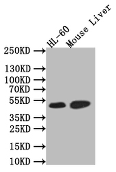 HNF4A Antibody