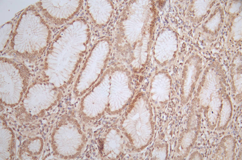 HNF4A Antibody