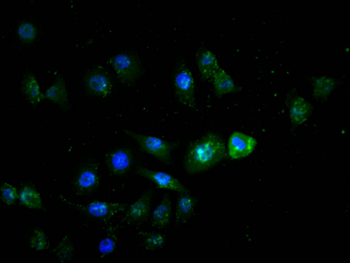 HNF4A Antibody