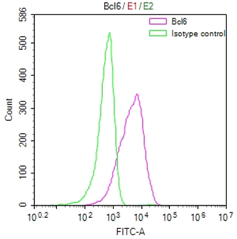 BCL6 Antibody