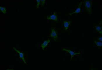 CASP9 Antibody