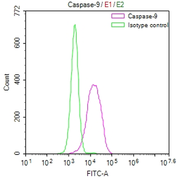 CASP9 Antibody