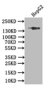 COL17A1 Antibody