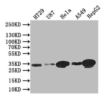 SDCBP Antibody
