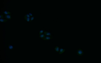 SDCBP Antibody