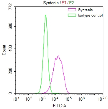 SDCBP Antibody
