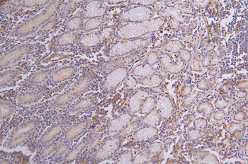 PXN Antibody
