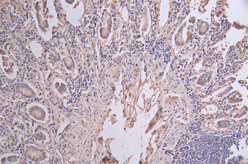 KRT20 Antibody