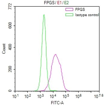 FPGS Antibody