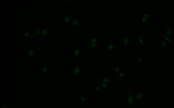 MDM2 Antibody