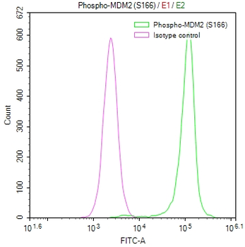 MDM2 Antibody
