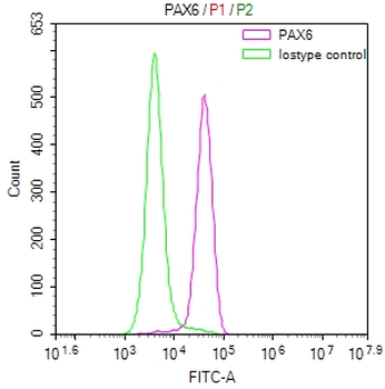 PAX6 Antibody