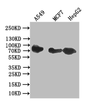 CD44 Antibody