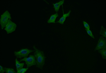 CD44 Antibody